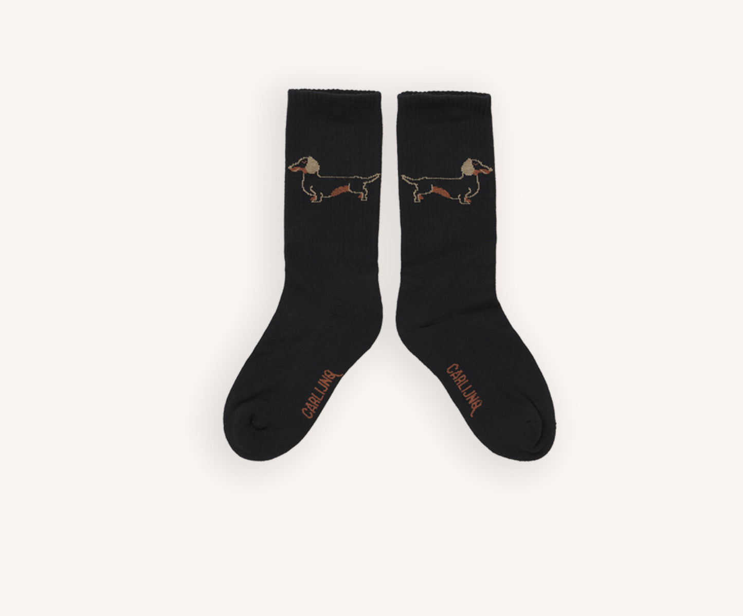 Dachshund sports socks